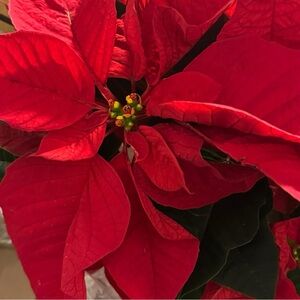 5 pound Box you can choose your size🩷 Best Color, Sweater Tops, Jeans or Dresses